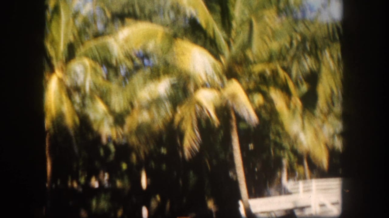 Dense palm trees with motion blur, framed by dark 8mm film border