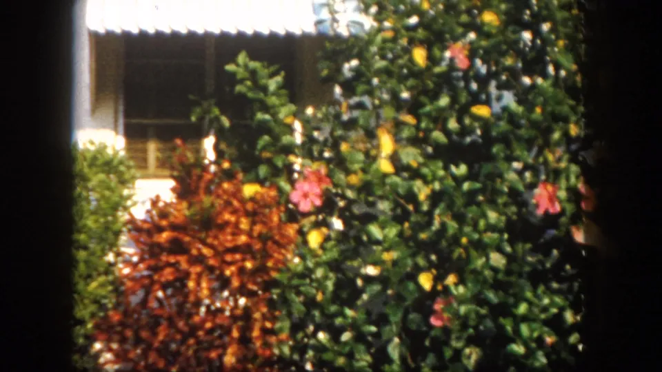Tropical flowers — possibly hibiscus — in vivid red and yellow bloom against green foliage beside a light-colored building, likely a Florida park or resort garden, circa 1960.