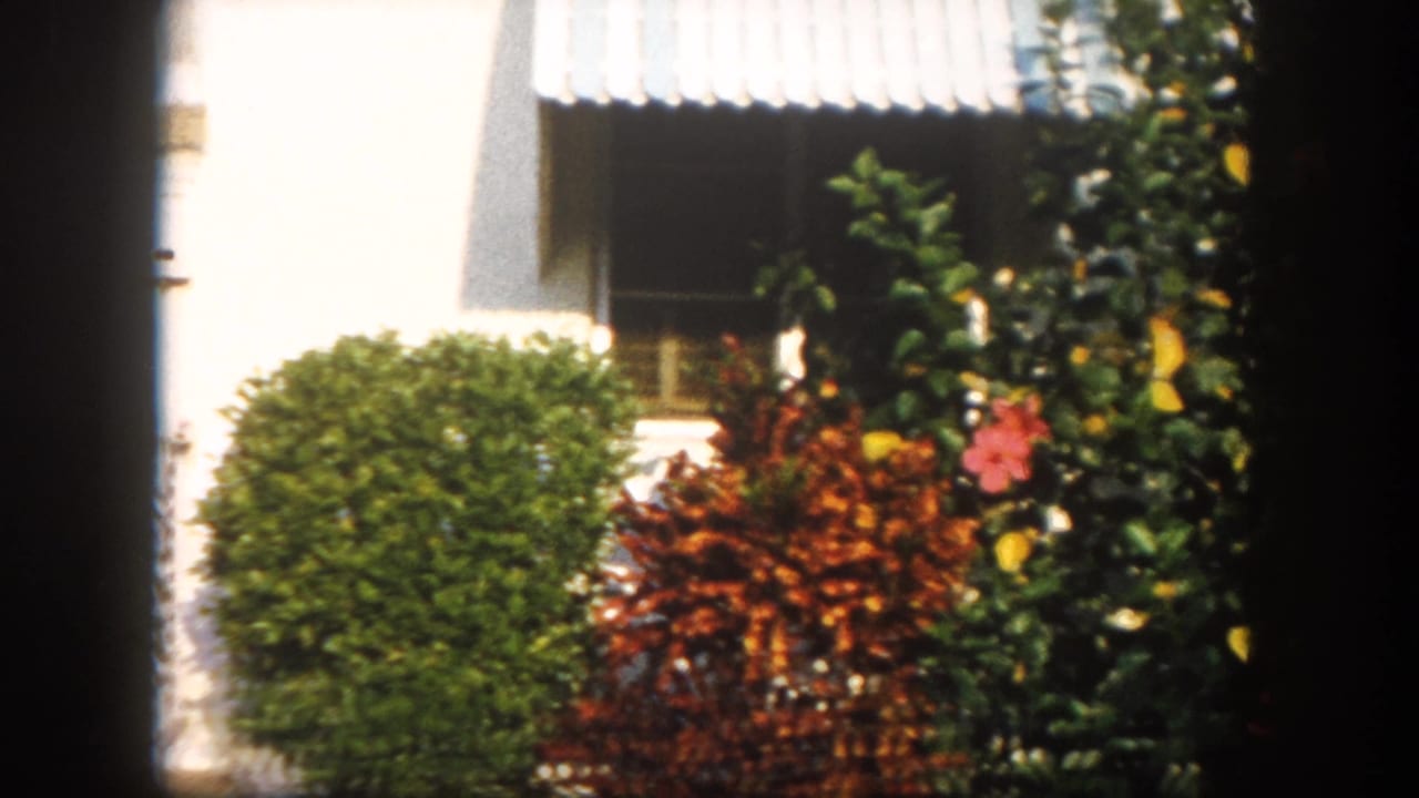 Tropical backyard garden in Tampa, Florida, circa 1960, showing a trimmed hedge, red-leafed shrubs, and blooming plants beside a residential structure with an awning.