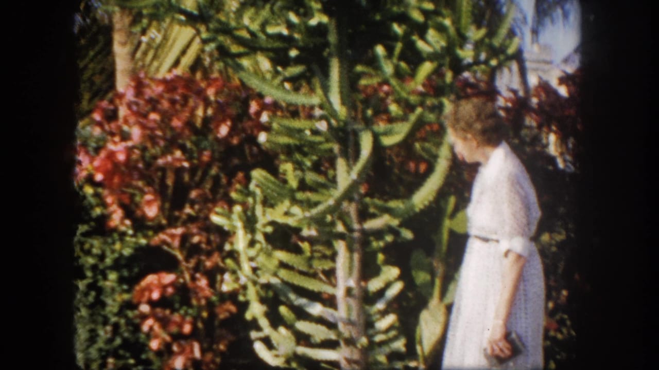 Woman in white belted dress standing among red-leafed shrubs and tall cactus in a Tampa, Florida tropical garden, circa 1960.