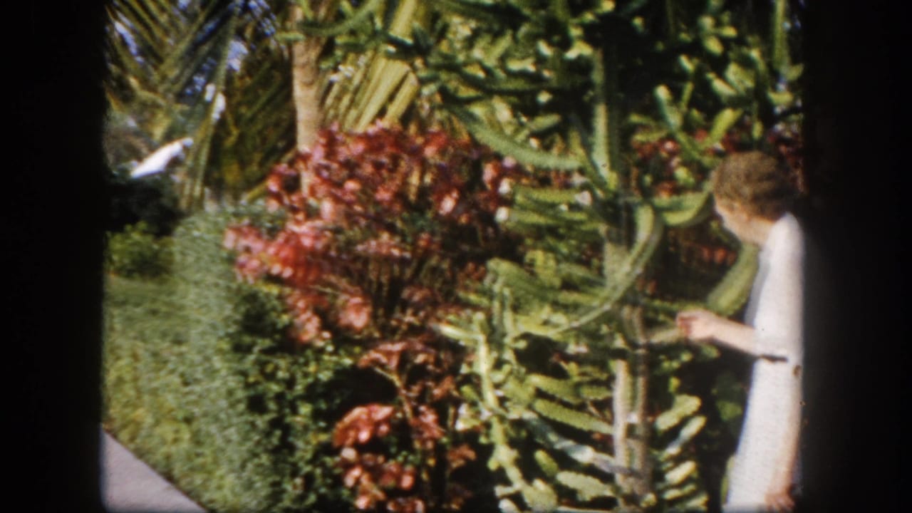 Person in light dress tending tropical plants beside a trimmed hedge, lush garden setting.