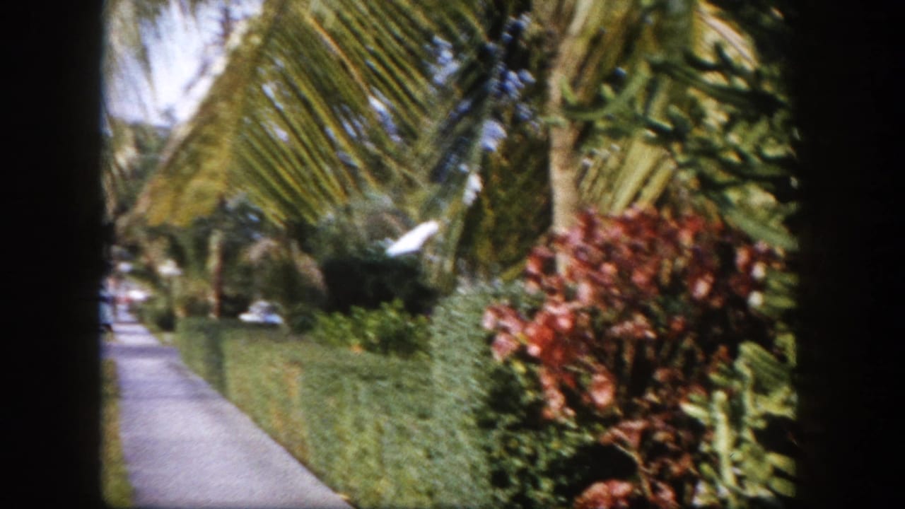 Quiet residential street with palm trees and red flowering tropical shrubs lining the sidewalk, Tampa, Florida area, c.1960.