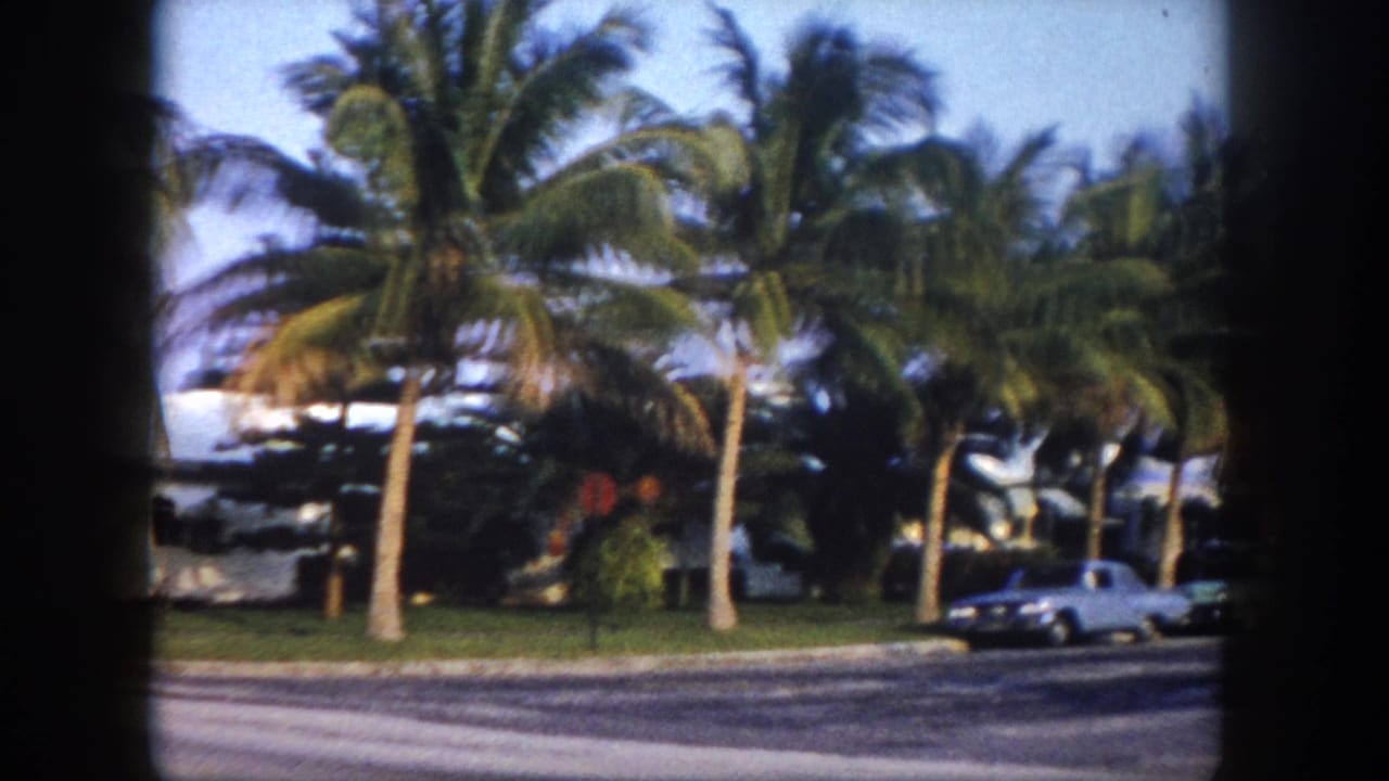 Palm-lined suburban street with classic American cars parked along curb, 8mm film grain visible.