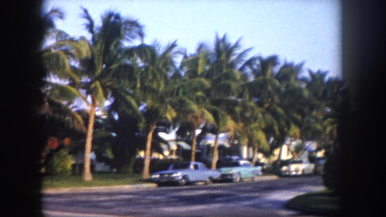 Street-level view of a Tampa residential neighborhood circa 1960, showing palm trees and classic American cars including a distinctive light-teal vehicle.