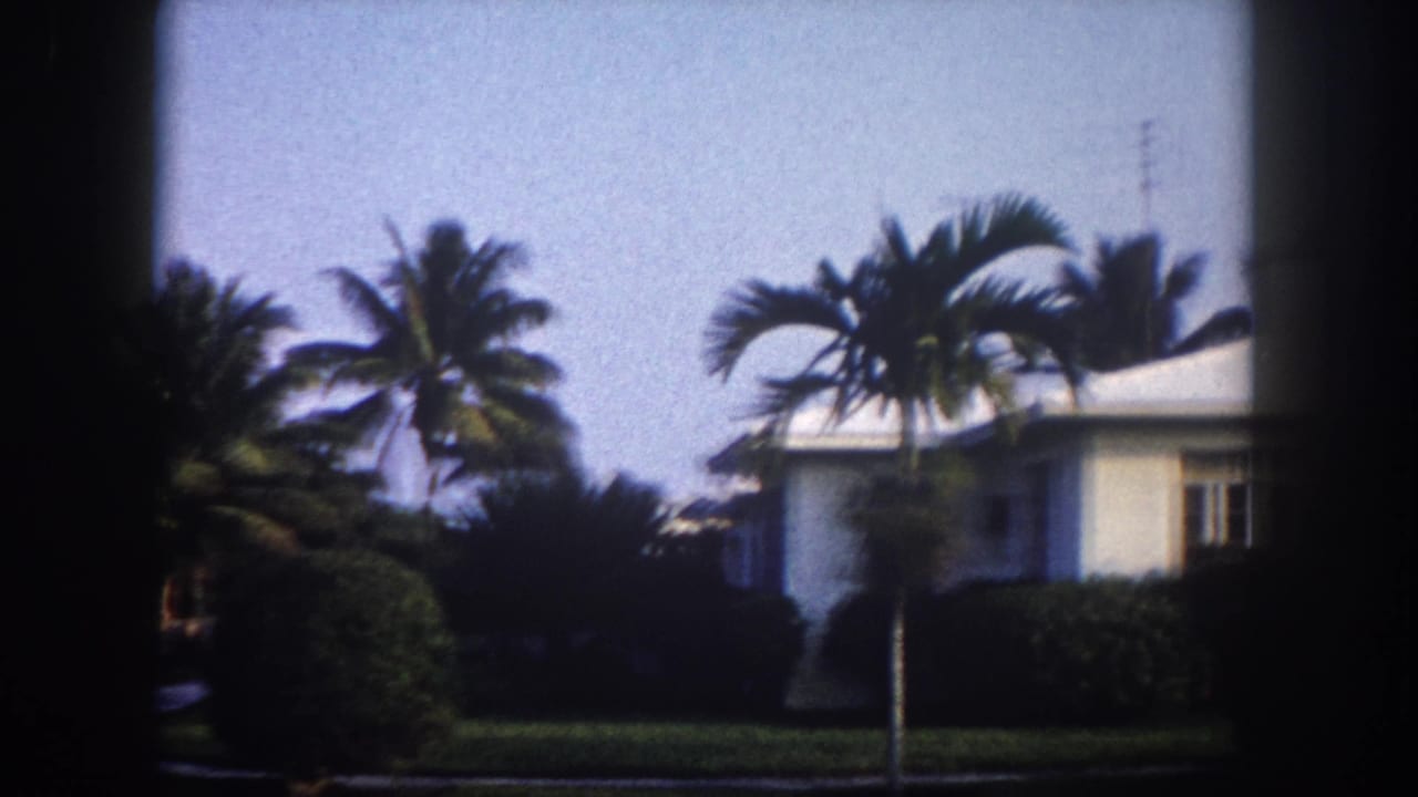 Tampa residential streetscape circa 1960 showing coconut palms, a white house, manicured shrubs, and a utility pole under a pale sky.