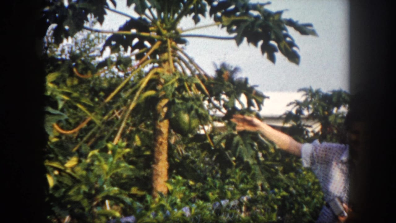 A papaya tree with large green fruit fills the frame as the woman’s arm points in from the side in Tampa garden footage.
