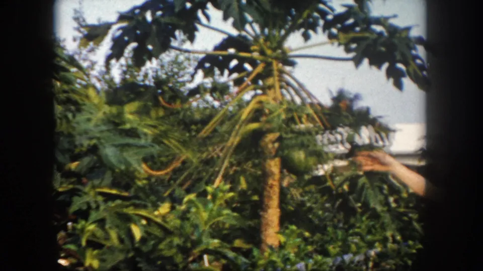 The 8mm frame shows papaya fruit and dense tropical leaves while a hand gestures toward the tree in the garden.