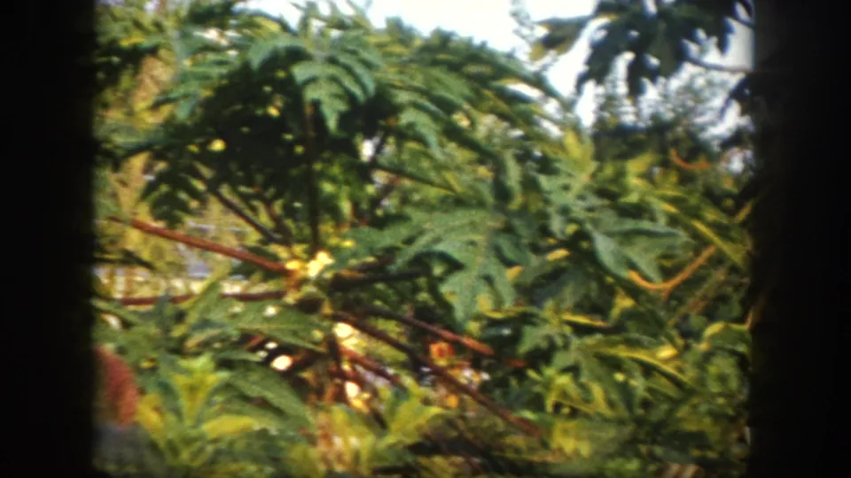 A close garden view shows papaya leaves, branches, and green fruit in soft 8mm color footage from Tampa.