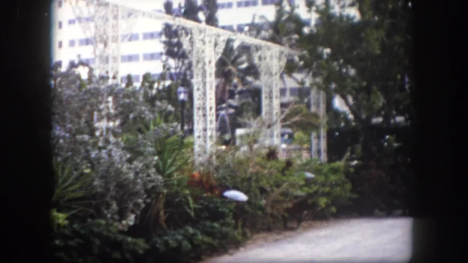 Subtropical garden scene with white metal trellis, lush plantings including a red flowering plant, and a modern building behind; Tampa, Florida, circa 1960.