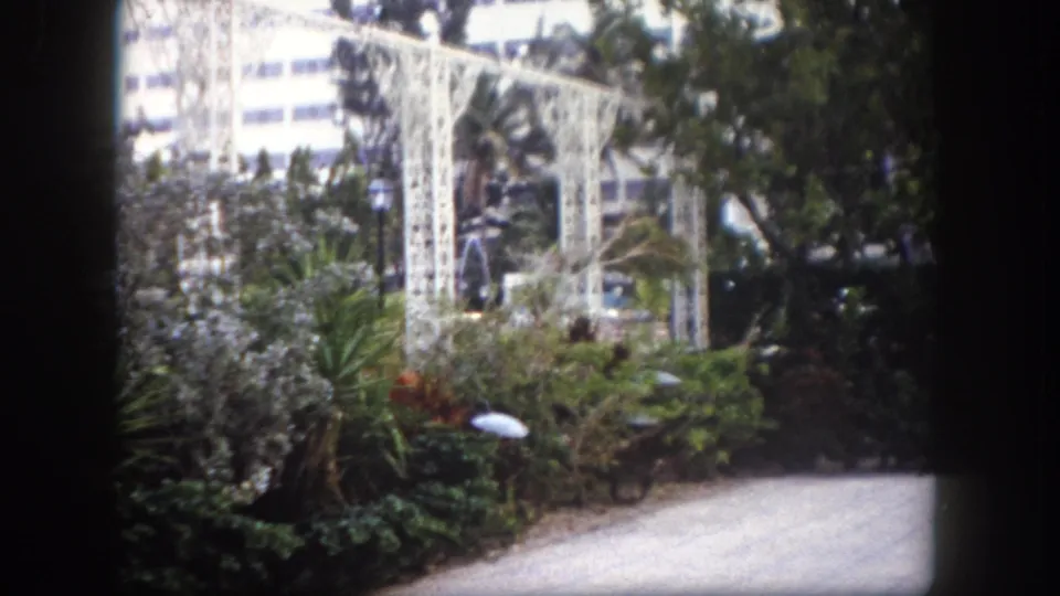 View along garden path with white metal trellis and subtropical foliage; multi-story modern building visible in background; Tampa, Florida, circa 1960.