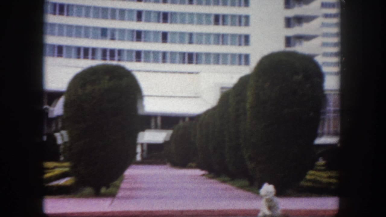 Rounded topiary hedges line a pink walkway in front of a tall modernist building; a small white dog stands on the path.