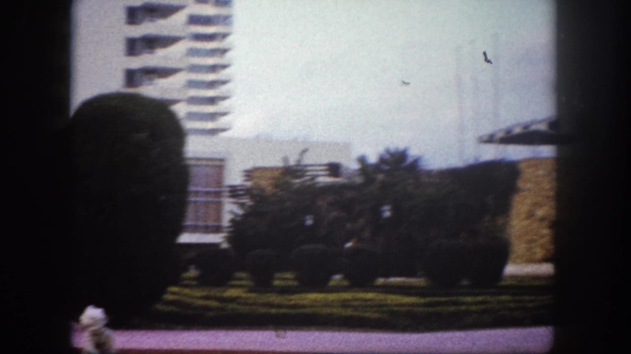 8mm pan shot, c. 1960, Tampa, Florida: modernist high-rise with horizontal balconies, rounded topiary hedges in foreground, palm trees and a low stone structure at right.
