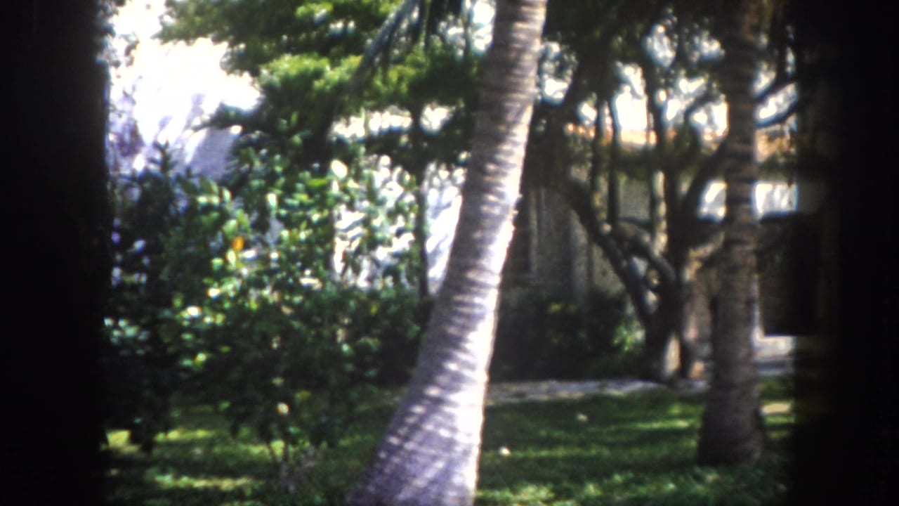 Palm tree trunks and tropical shrubs in front of a partially visible white house, seen through dense foliage.
