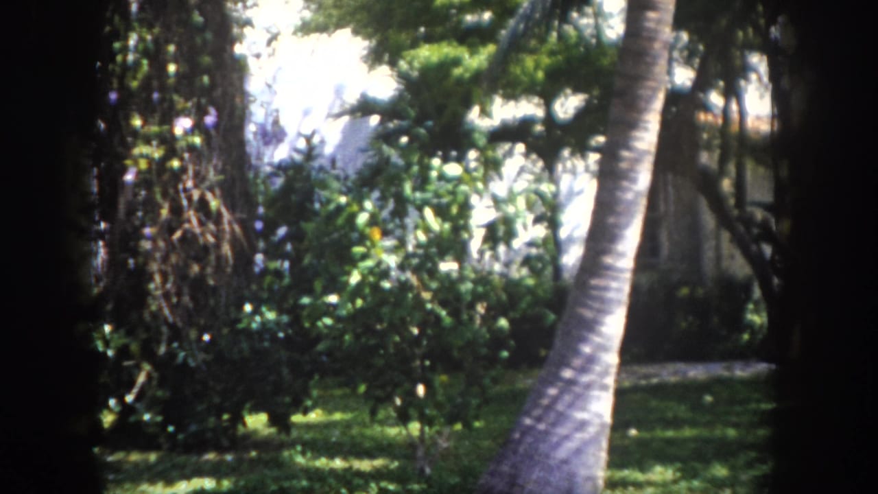 Mid-pan 8mm frame showing palm trunk, ornamental shrubs, vine-covered elements, and a white residential structure in Tampa, Florida, circa 1960.