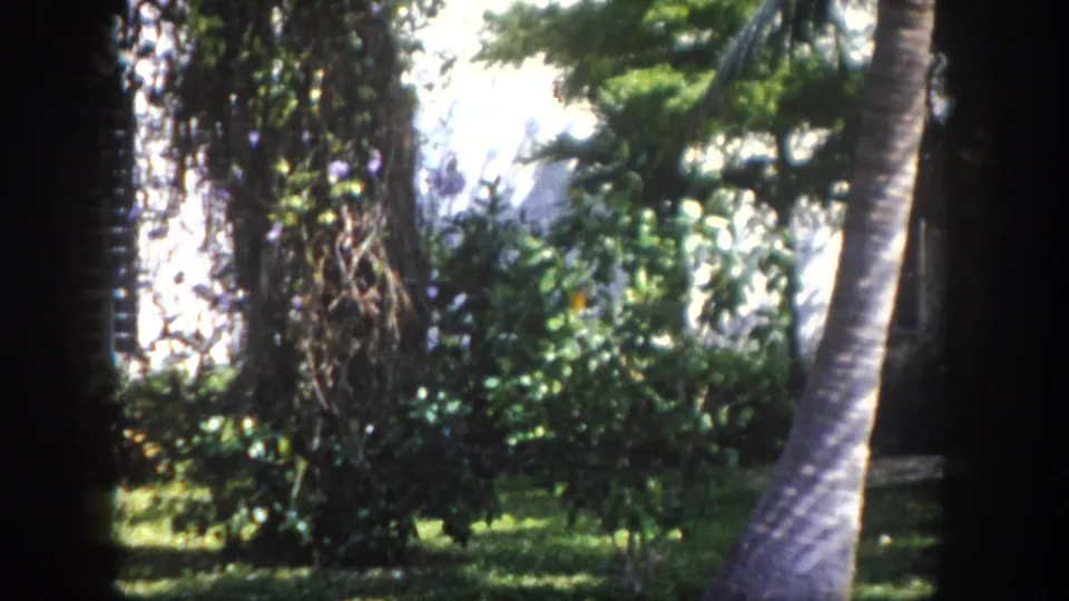 8mm pan frame from Tampa, circa 1960 — palm trunk, subtropical shrubs, and a residential wall with what appears to be a louvered or latticed window element.
