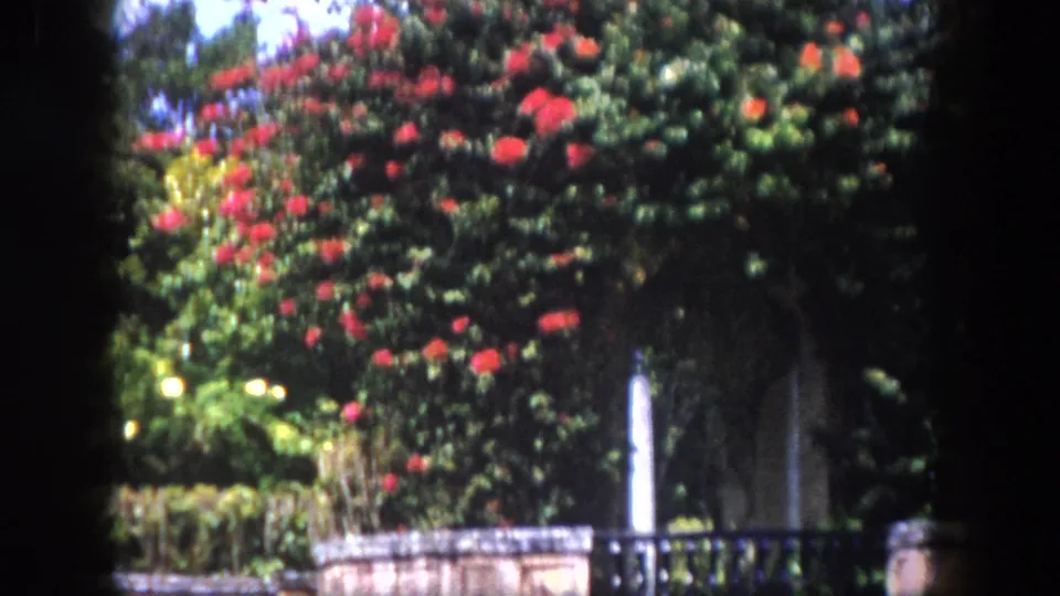 Wide shot of a lush subtropical garden with tall trees, dense red-flowering shrubs, stone wall and iron railing; two women small in lower foreground, Tampa area, circa 1960.