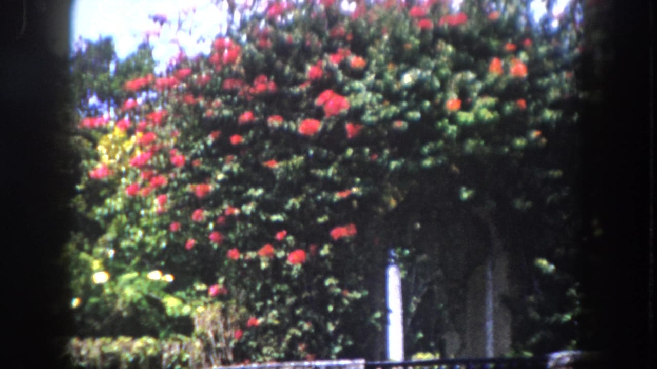 8mm home movie circa 1960, Tampa Florida — densely flowering tree or climbing plant with red-orange blossoms filling the frame against tropical garden foliage.