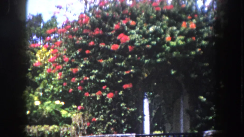 8mm home movie circa 1960, Tampa Florida — densely flowering tree or climbing plant with red-orange blossoms filling the frame against tropical garden foliage.