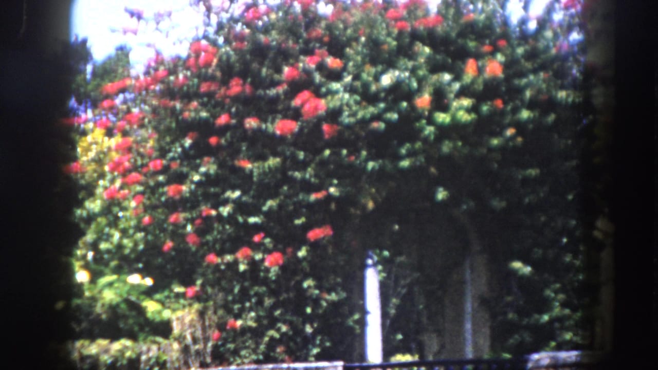 8mm home movie circa 1960, Tampa Florida — flowering tree with red-orange blooms; ornamental stone column or arch faintly visible behind dense garden foliage.