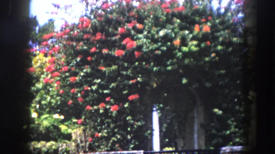 8mm home movie circa 1960, Tampa Florida — flowering tree with red-orange blooms; ornamental stone column or arch faintly visible behind dense garden foliage.
