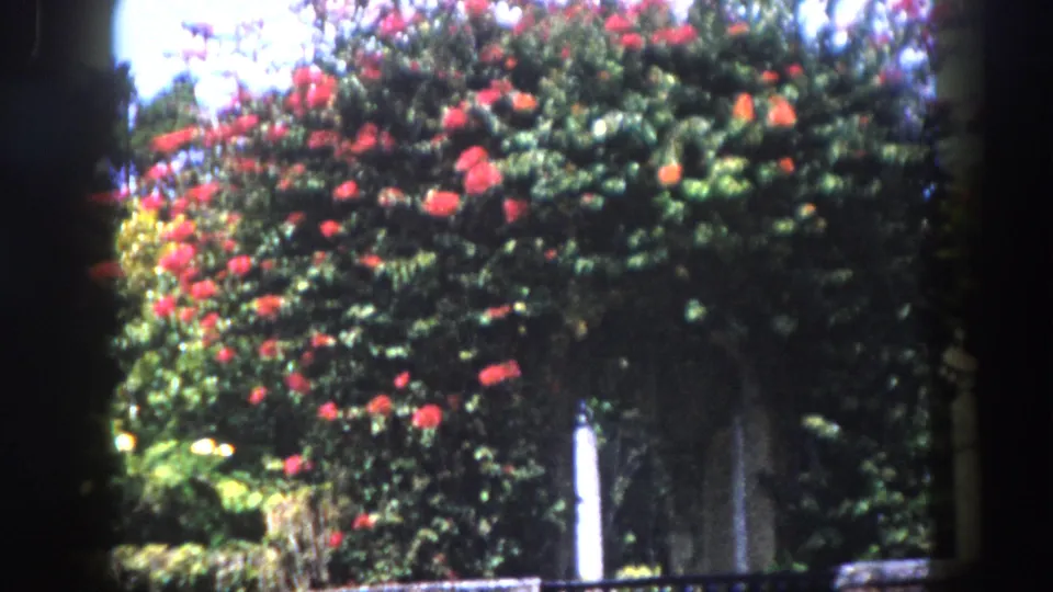 8mm home movie circa 1960, Tampa Florida — flowering tree or climbing plant continues to fill the frame with red-orange blossoms against layered tropical garden greenery.