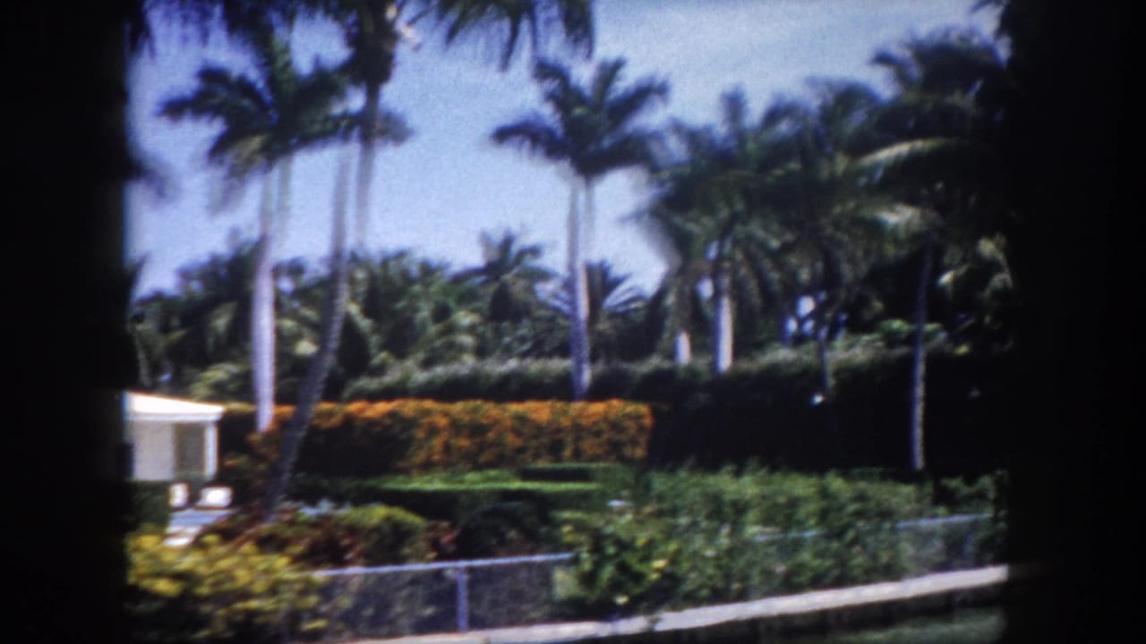 Continuing residential drive-by; tall royal palm trunks and an orange-flowering hedge border a low white house under clear blue sky.
