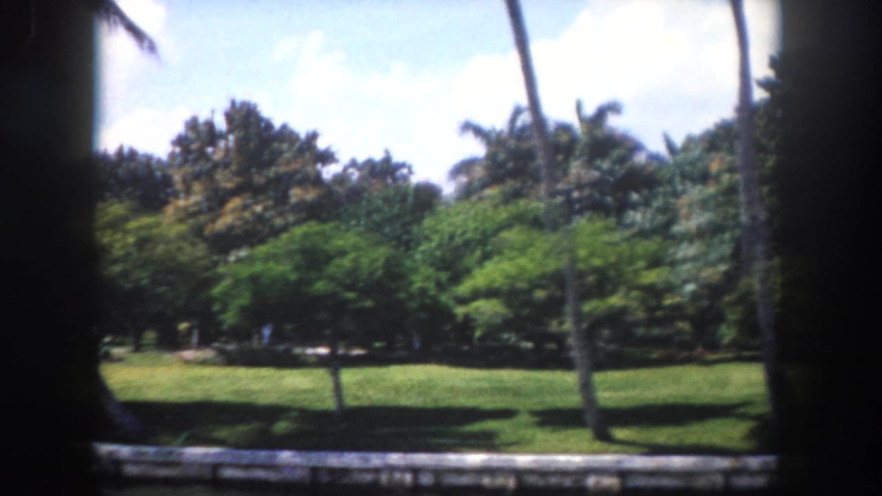 View from a moving car of a lush tropical landscape with dense tree canopy and manicured green lawn on a sunny day.