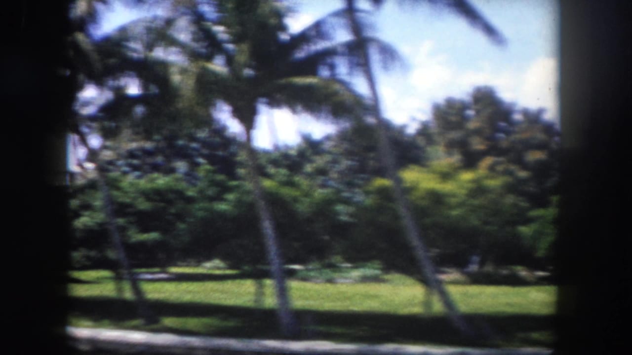 8mm home movie, c.1960 Tampa, Florida — leaning palms and open manicured lawn seen from a car window on a clear sunny day.