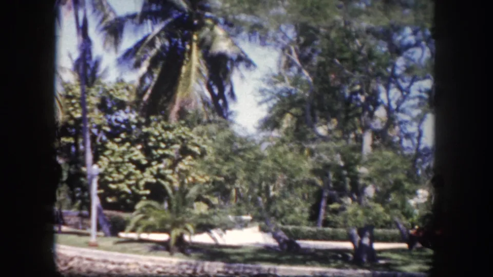 Dense coconut palms and tropical foliage with a white building at right, viewed through a window frame; 8mm home movie, Tampa, Florida, circa 1960.
