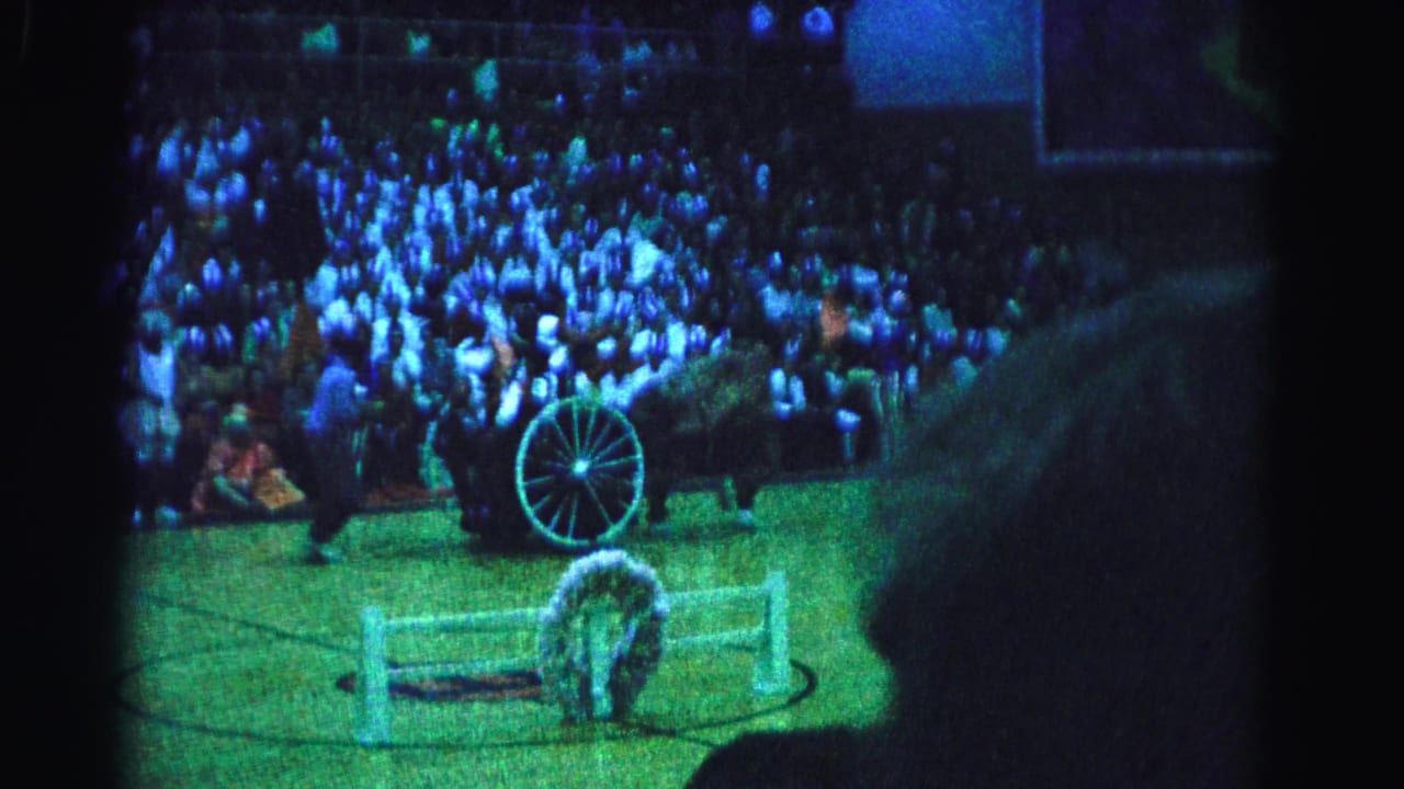 Gymnasium floor with performer in horse costume near a white barrier; packed bleachers under blue-green stage lighting fill the background.