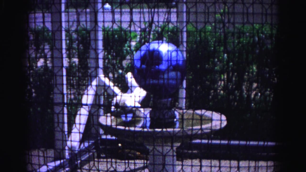 White chicken standing in a circular birdbath viewed through a wire mesh screen, large blue globe ornament visible, green shrubs behind.