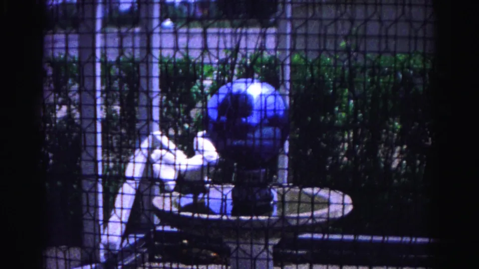White chicken at a circular birdbath filmed through a wire mesh screen in an enclosed backyard, Hagerstown, Maryland, circa 1963, with a prominent blue gazing globe.