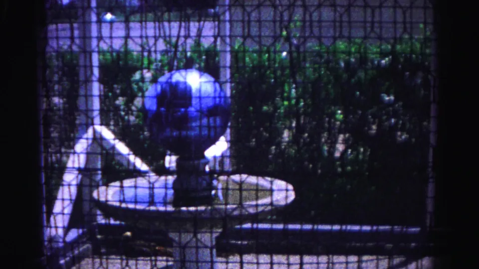 White chicken in a circular garden birdbath viewed through a dark mesh screen fence, with a blue decorative globe and dense leafy shrubs, circa 1963 Hagerstown, Maryland.