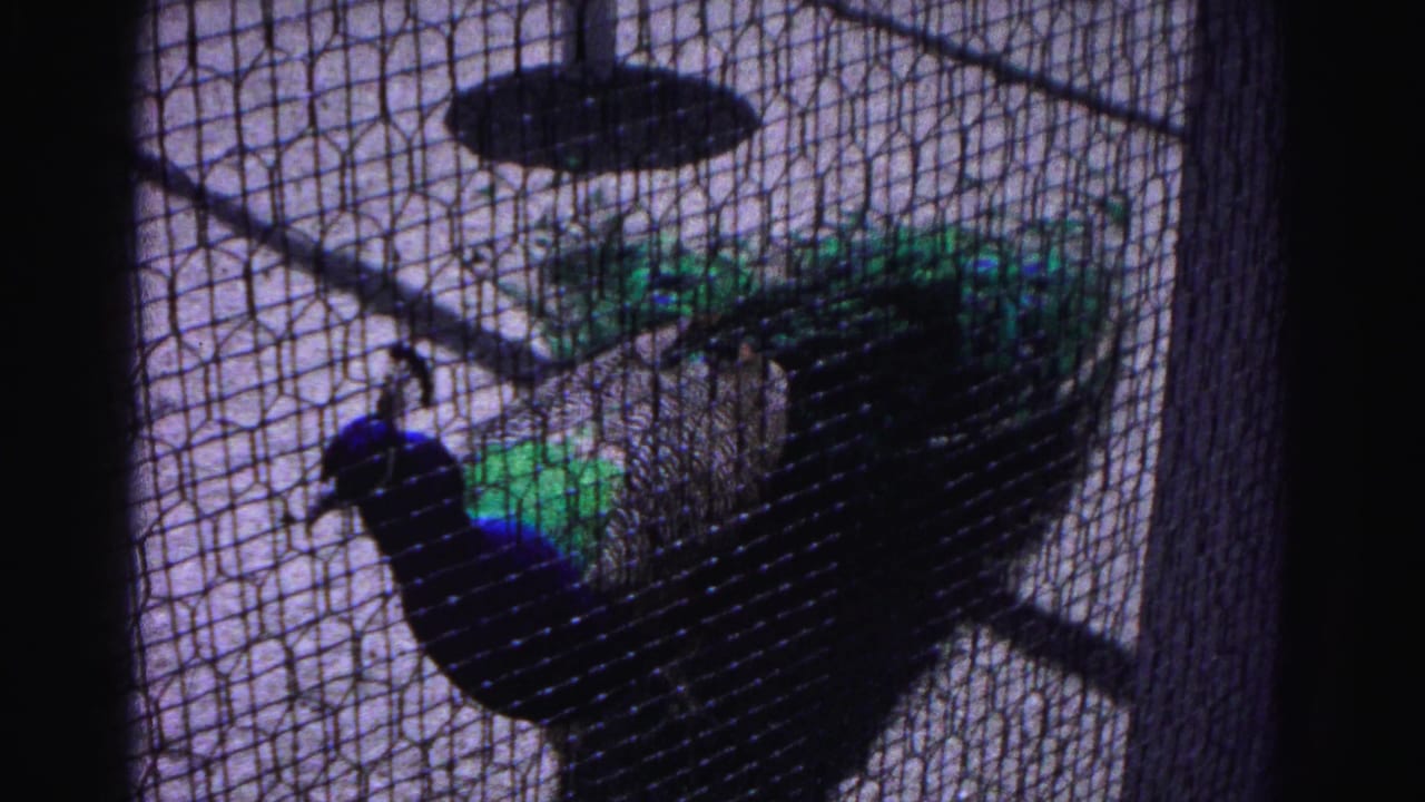 Peacock with blue-green iridescent plumage visible through wire mesh cage netting, 8mm film