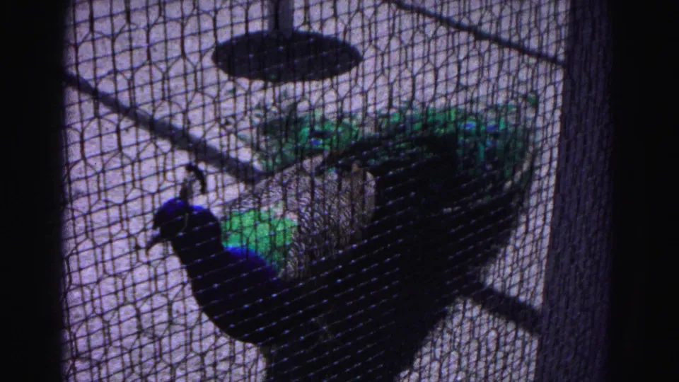 Peacock with iridescent blue-green plumage viewed through wire mesh cage enclosure, 8mm home movie, Hagerstown Maryland, 1963