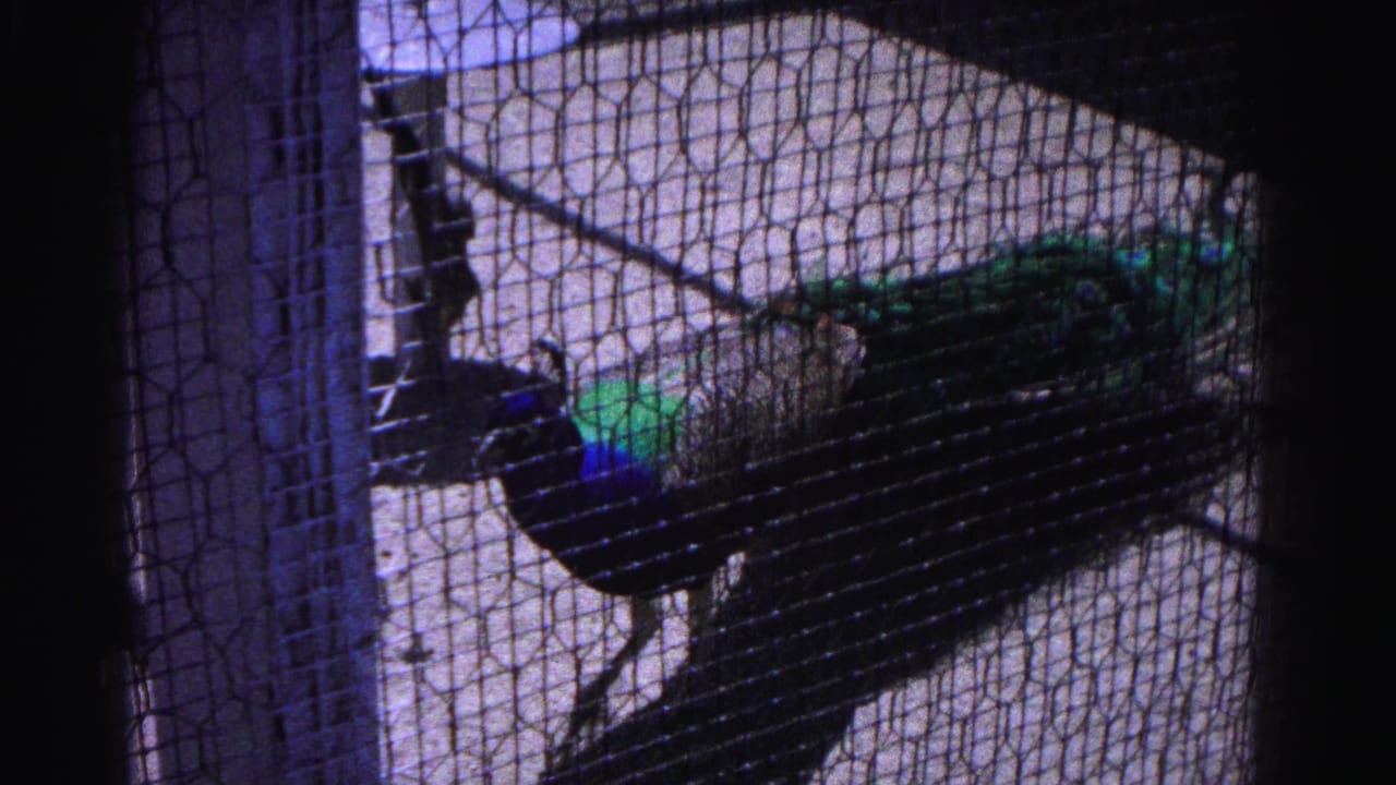 Peacock with iridescent blue-green plumage standing in a wire mesh enclosure, viewed through the mesh.