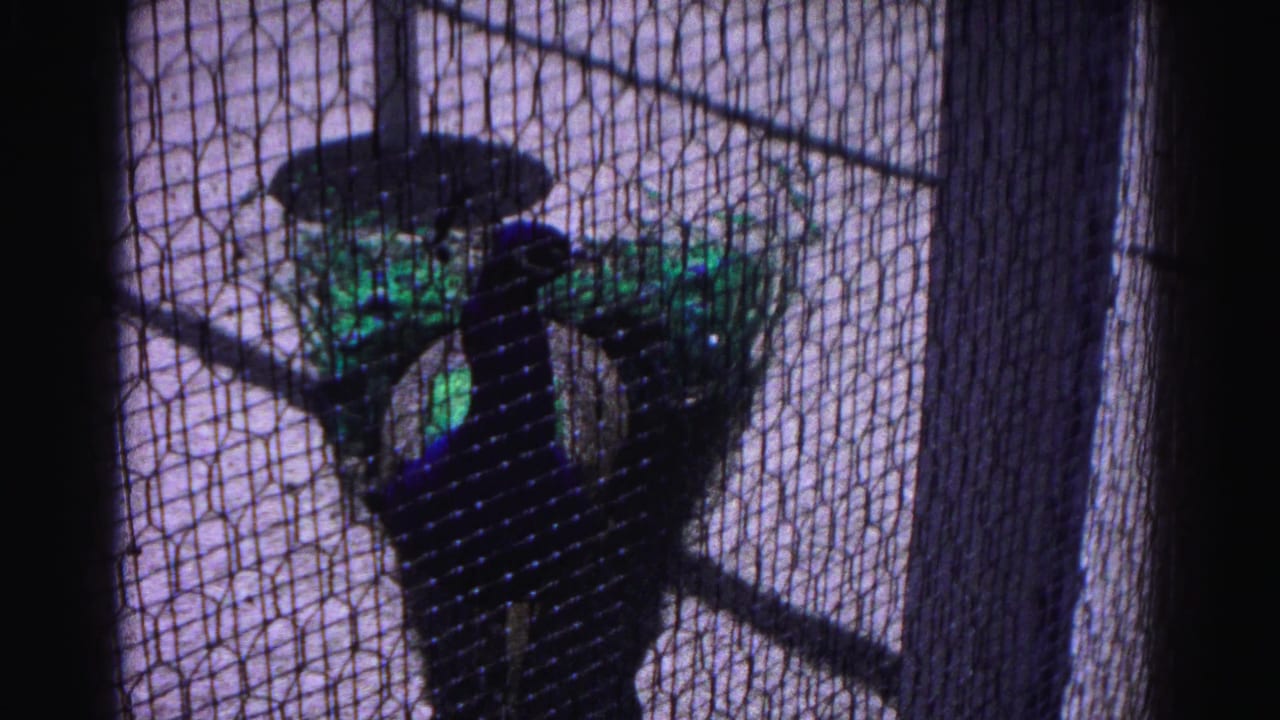 Peacock with iridescent teal and green feathers near a vertical post, viewed through hexagonal wire mesh, consistent with a 1963 zoo or wildlife exhibit.