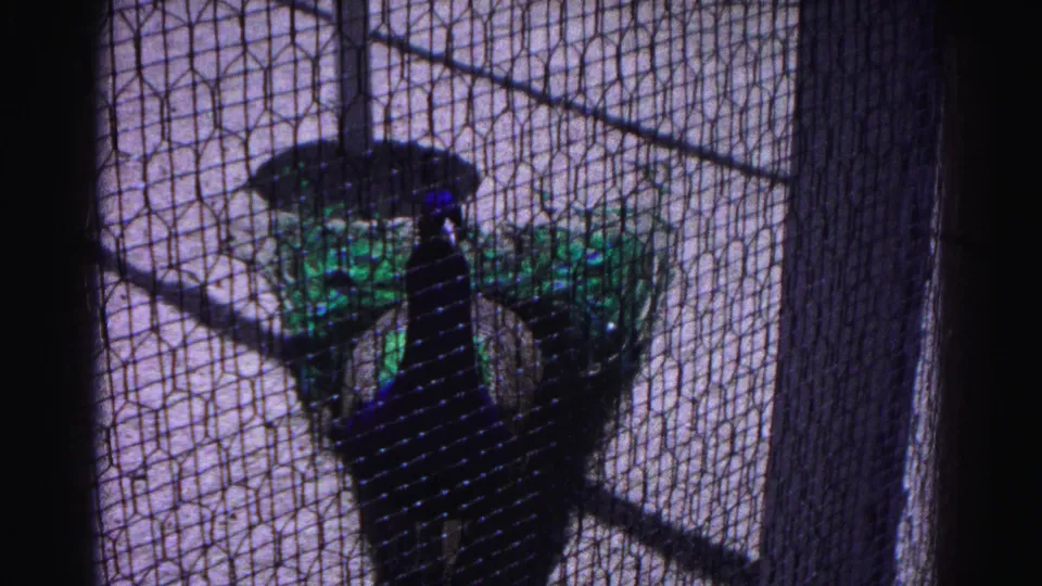 Peacock displaying iridescent blue-green plumage through hexagonal wire mesh, showing the bird in a shifted position within the enclosure, circa 1963.