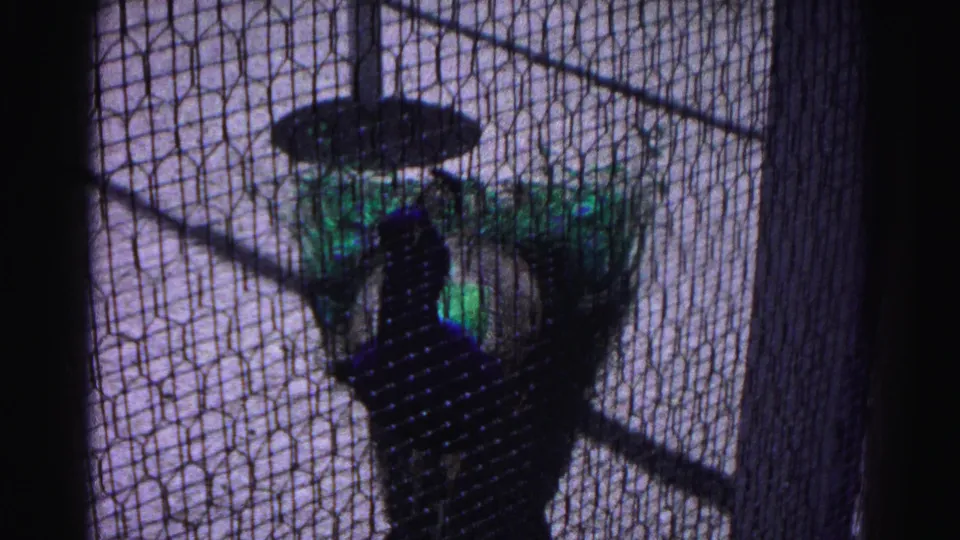 Peacock with vivid iridescent blue-green plumage visible through wire mesh in what appears to be a zoo enclosure, circa 1963 Hagerstown, Maryland.