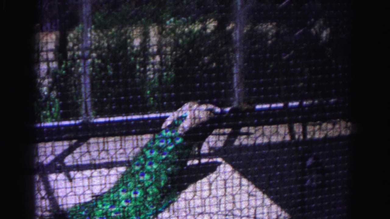 Peacock with iridescent green-blue tail feathers inside a wire mesh enclosure, viewed through the screen, with a small secondary bird on the floor below.