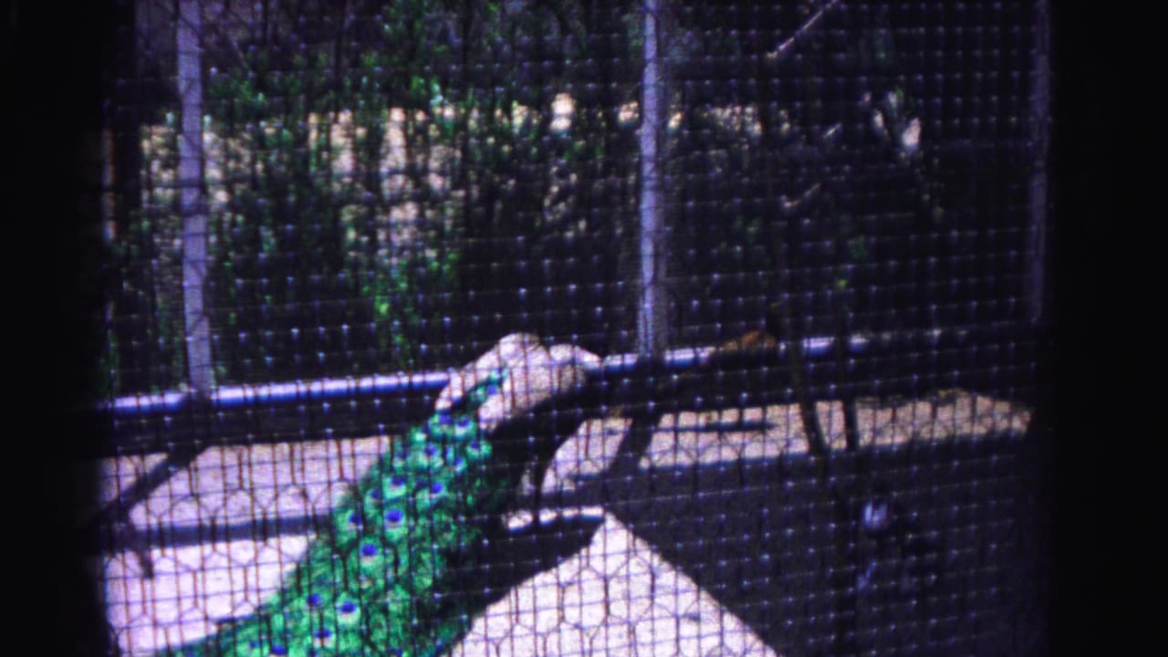 1963 8mm home movie of a peacock inside a wire mesh enclosure, possibly in Hagerstown, Maryland; a possible white-clad figure is visible in the upper right through the mesh.