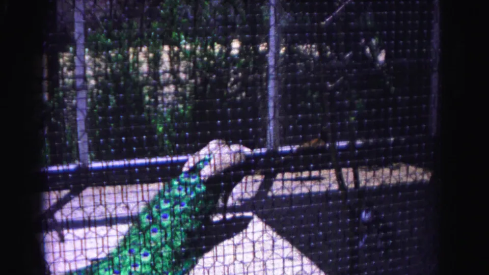 1963 8mm home movie of a peacock inside a wire mesh enclosure, possibly in Hagerstown, Maryland; a possible white-clad figure is visible in the upper right through the mesh.