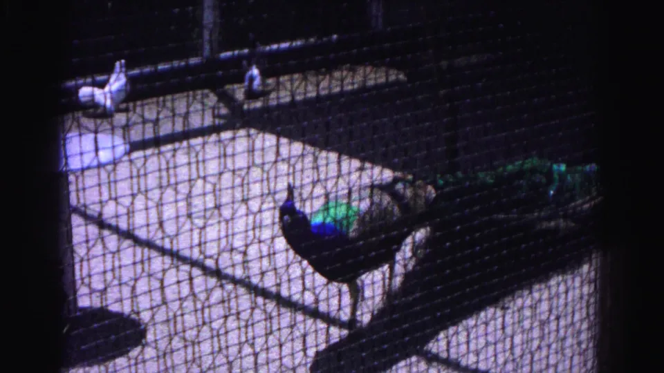 1963 8mm home movie of a peacock standing on the floor of a wire mesh zoo enclosure in what may be Hagerstown, Maryland; blue-green iridescent body plumage visible through the screen.