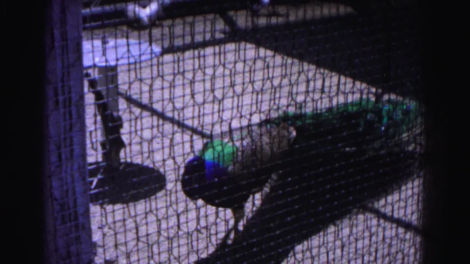 1963 8mm home movie showing a peacock in motion across the floor of a wire mesh zoo enclosure, possibly in Hagerstown, Maryland; iridescent blue plumage visible through the screen.