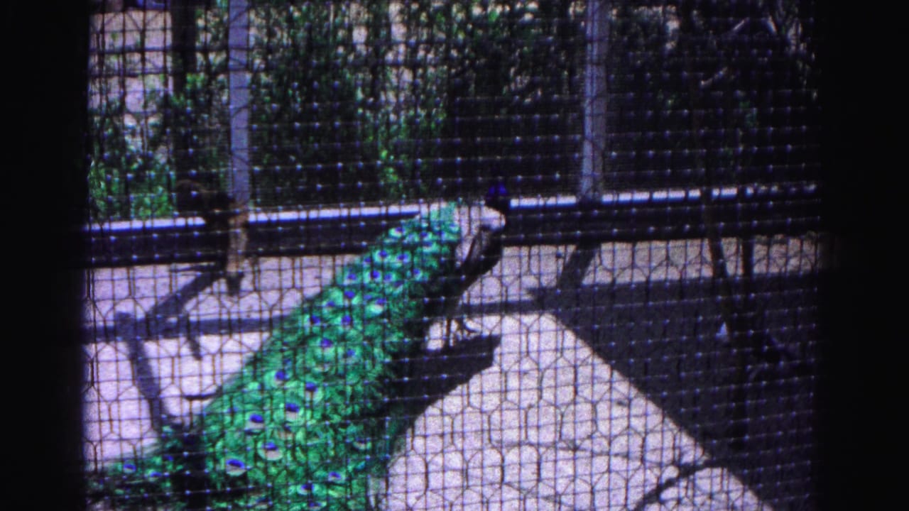 Peacock with iridescent green tail feathers viewed through wire mesh in a zoo enclosure.