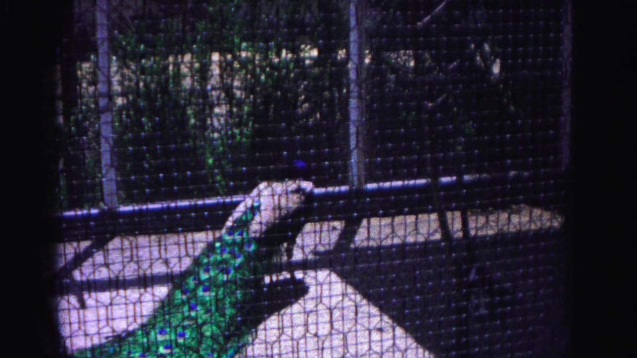 Peacock with green and teal plumage inside wire mesh zoo cage, concrete floor visible below.