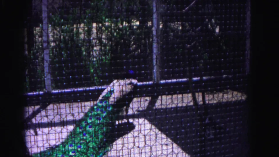 Peacock inside zoo enclosure viewed through wire mesh; iridescent green tail feathers prominent against pale concrete floor, 8mm color footage circa 1963.