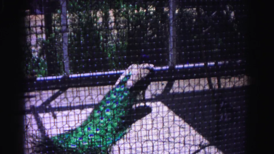 Peacock in zoo enclosure through wire mesh; green and teal tail feathers visible against concrete floor and foliage backdrop, 8mm film circa 1963, Hagerstown, Maryland.