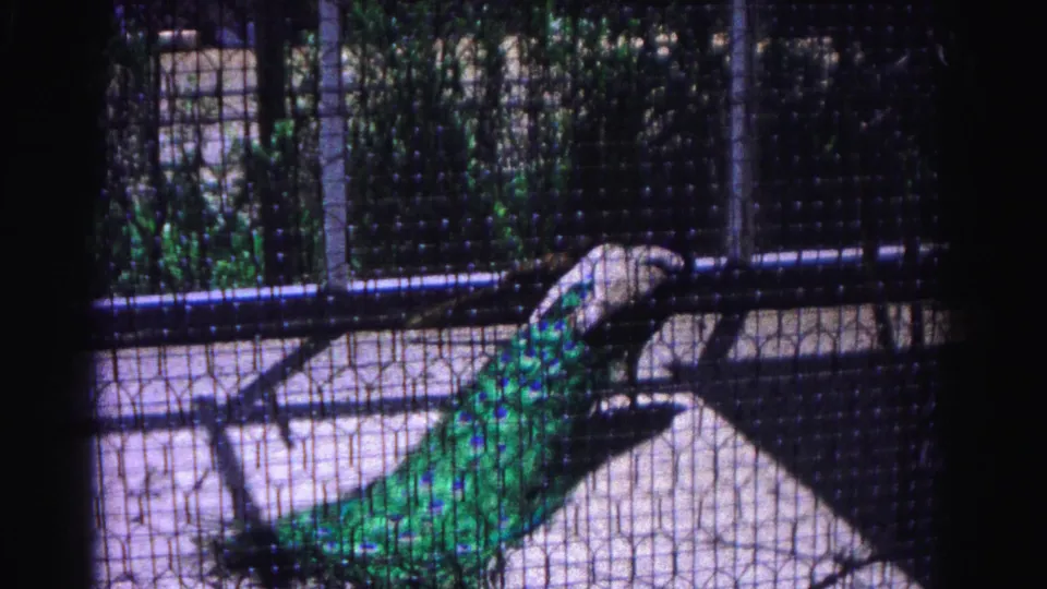 Close view of peacock inside zoo cage through wire mesh; green and teal iridescent feathers prominent, 8mm home-movie footage from early 1960s zoo visit.