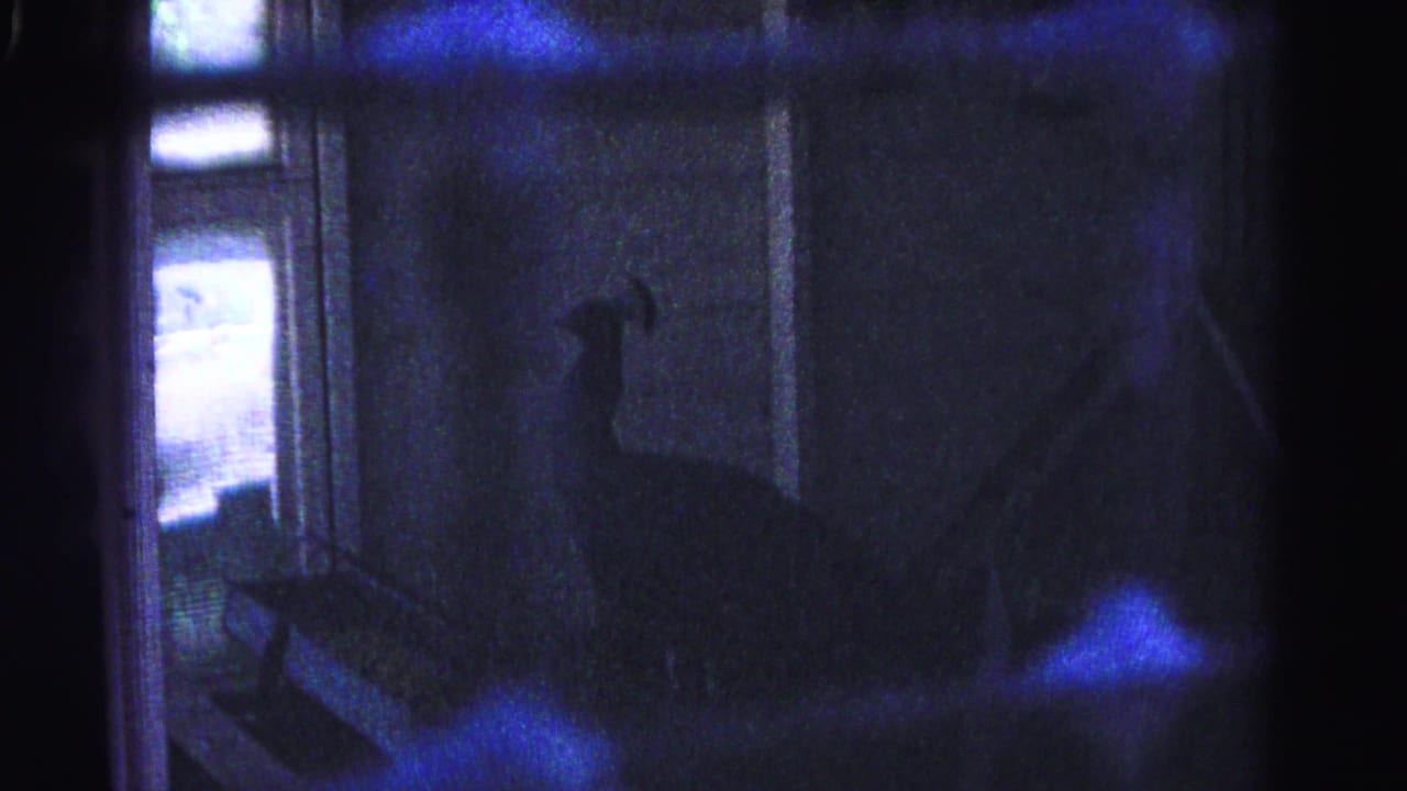 Peacock standing in dimly lit enclosure with backlit windows and blue lens flares; 8mm home movie, Hagerstown Maryland area, 1963.